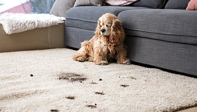 Funny dog and its dirty trails on carpet | Affordable Flooring Warehouse | Steamboat Springs, CO